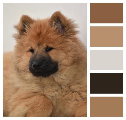 Dog Eurasier Pet Dog Image